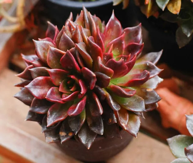 Hens and Chicks Prince (Echeveria Black)