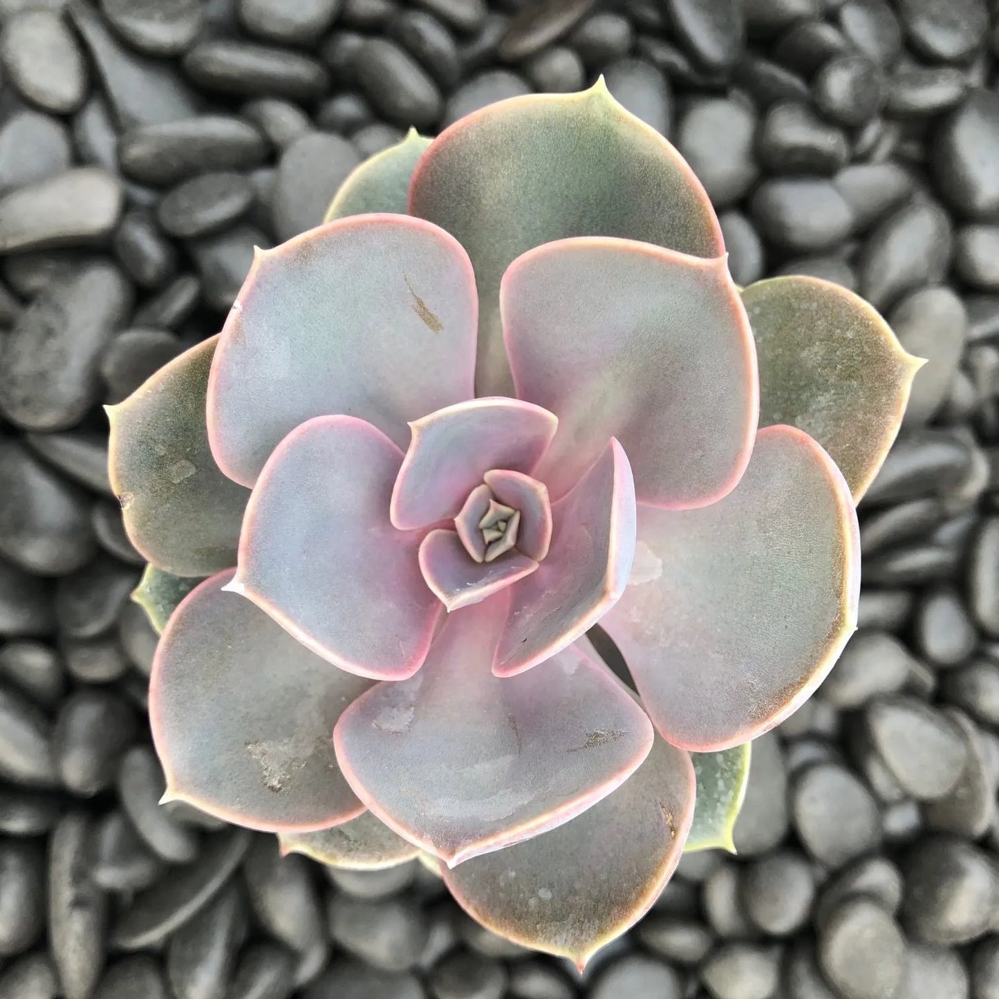 Hens and Chicks Von Nurnberg (Echeveria Perle)