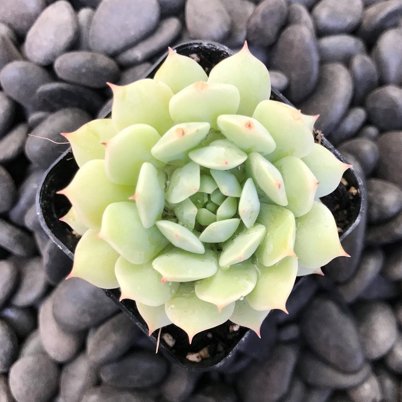Hens and Chicks Lady (Echeveria Painted) - Ladybird Nursery