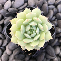 Hens and Chicks Lady (Echeveria Painted)
