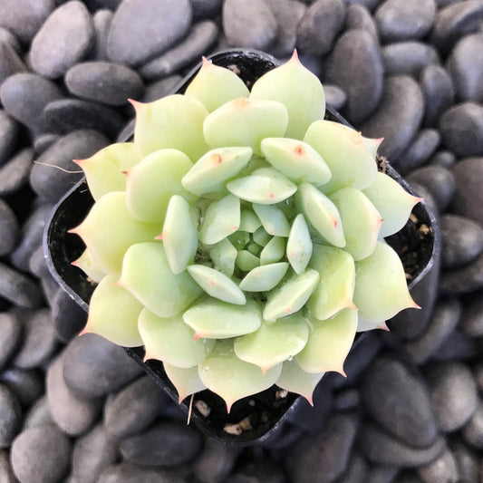 Hens and Chicks Lady (Echeveria Painted)