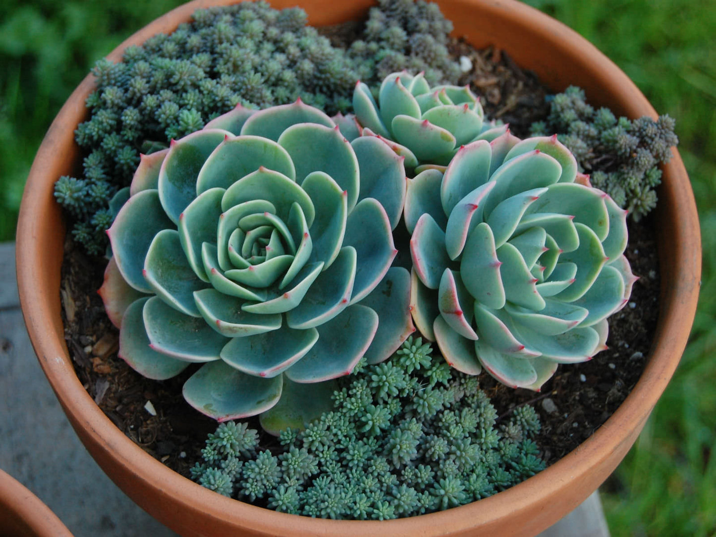 Hens and Chicks (Echeveria imbricata)