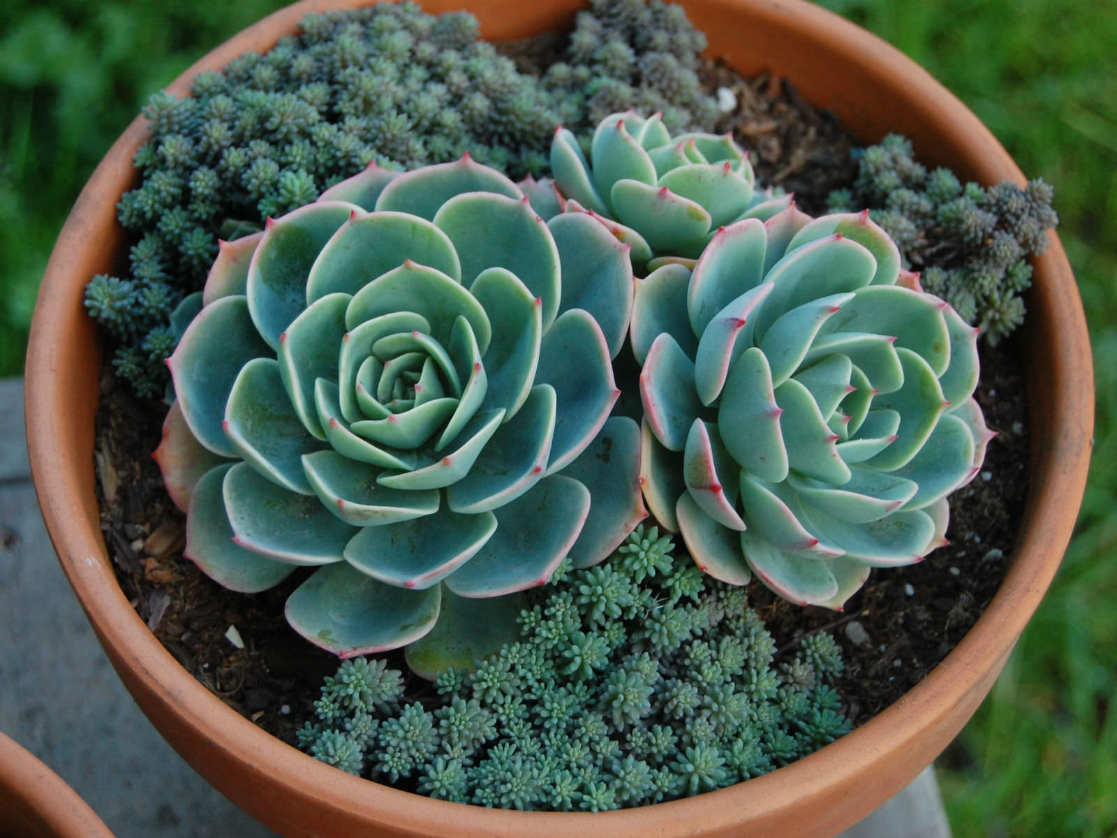 Hens and Chicks (Echeveria imbricata)