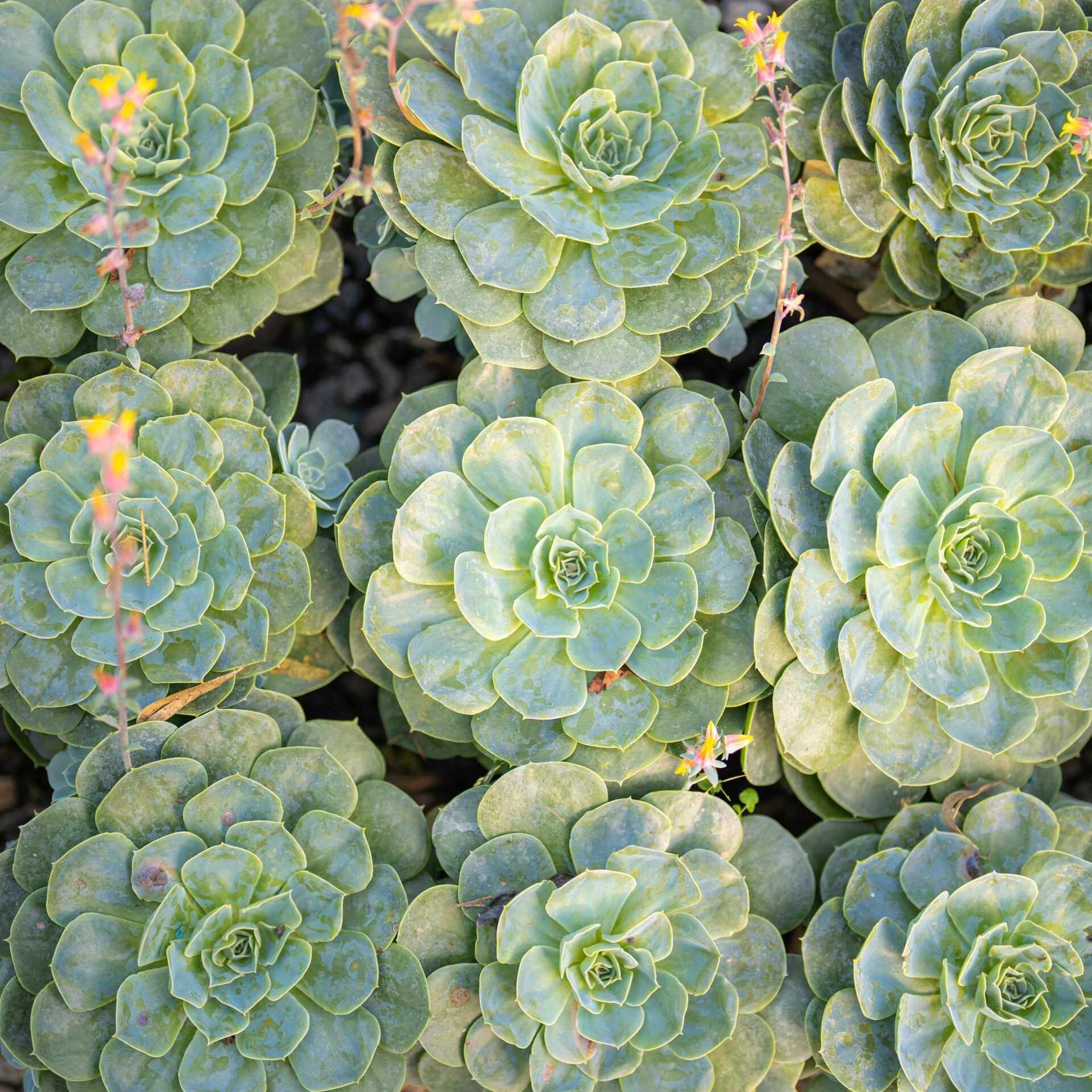 Hens and Chicks (Echeveria glauca) - Ladybird Nursery