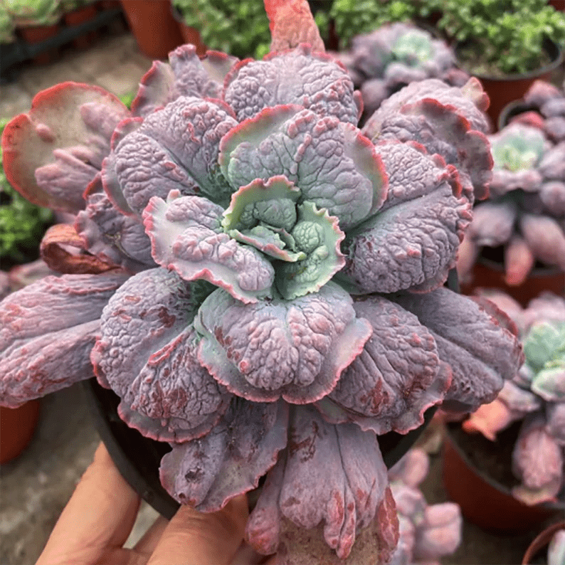 Hens and Chicks Bold (Echeveria Baron) - Ladybird Nursery
