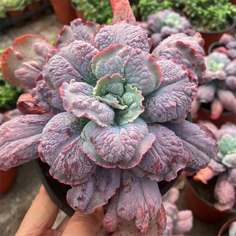 Hens and Chicks Bold (Echeveria Baron)