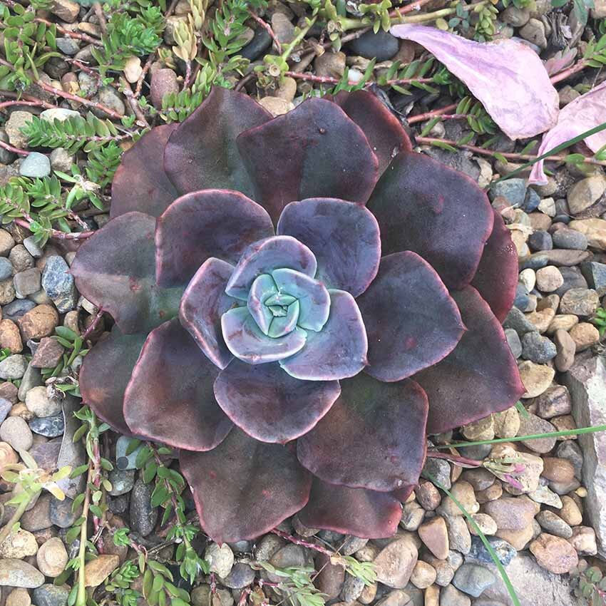 Hens and Chicks Metal (Echeveria Blue)