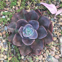 Hens and Chicks Metal (Echeveria Blue)