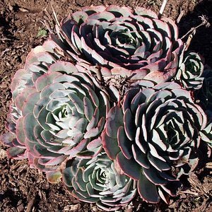 Hens and Chicks (Echeveria imbricata) - Ladybird Nursery