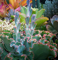 Hens and Chicks Pink (Echeveria Dicks)