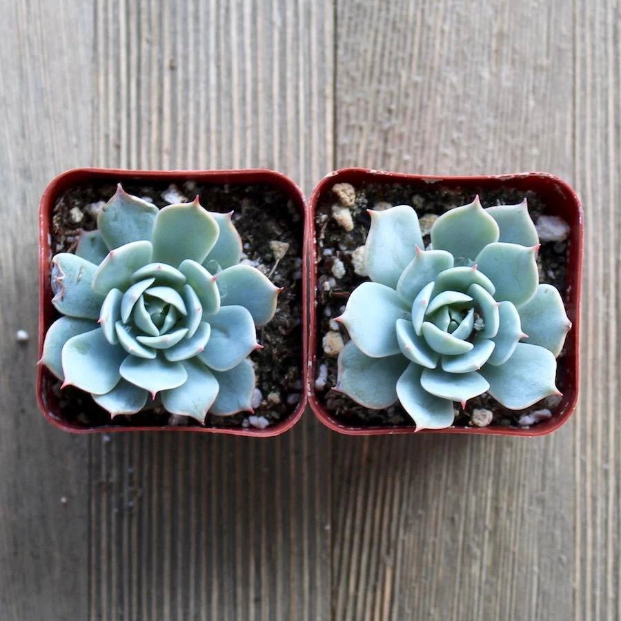 Hens and Chicks (Echeveria Domingo) - Ladybird Nursery
