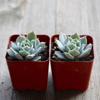 Hens and Chicks (Echeveria Domingo)