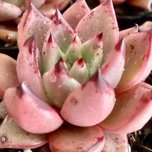 Echeveria 'Romeo' - Ladybird Nursery