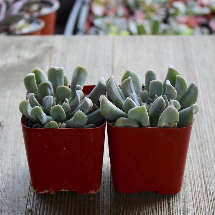 Hens and Chicks Turvy (Echeveria Topsy) - Ladybird Nursery