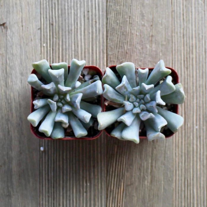 Hens and Chicks Turvy (Echeveria Topsy) - Ladybird Nursery