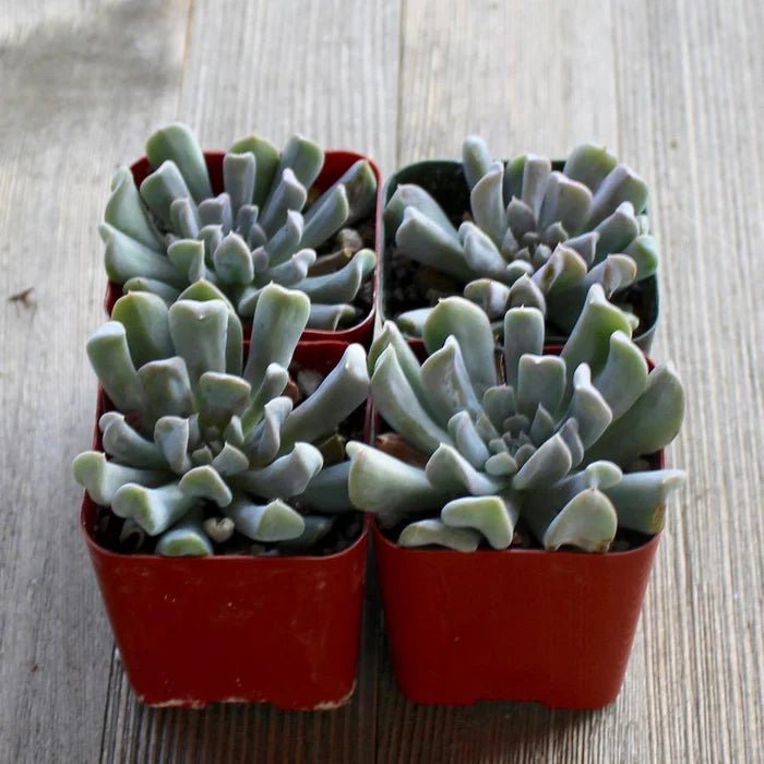 Hens and Chicks Turvy (Echeveria Topsy) - Ladybird Nursery