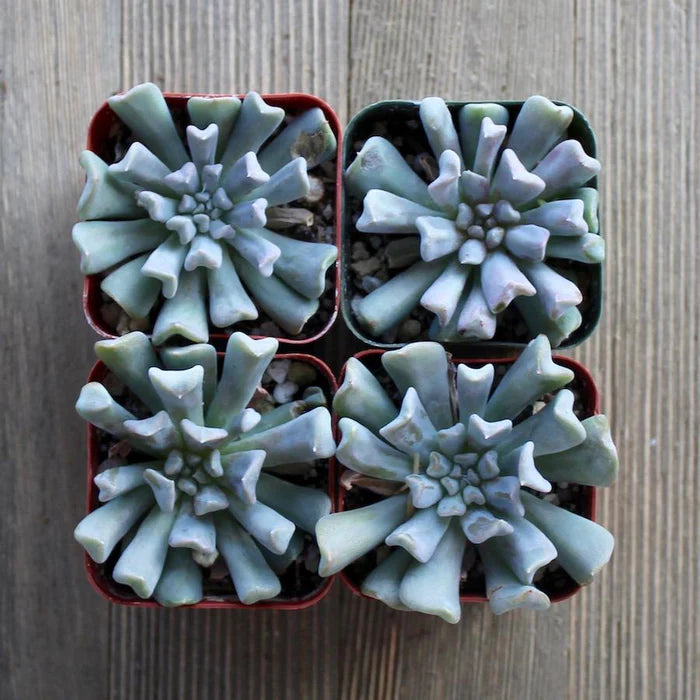 Hens and Chicks Turvy (Echeveria Topsy)