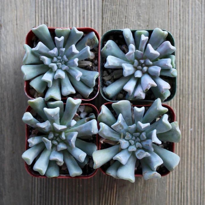 Hens and Chicks Turvy (Echeveria Topsy) - Ladybird Nursery