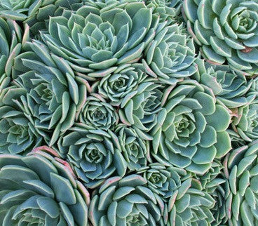 Hens and Chicks (Echeveria glauca)
