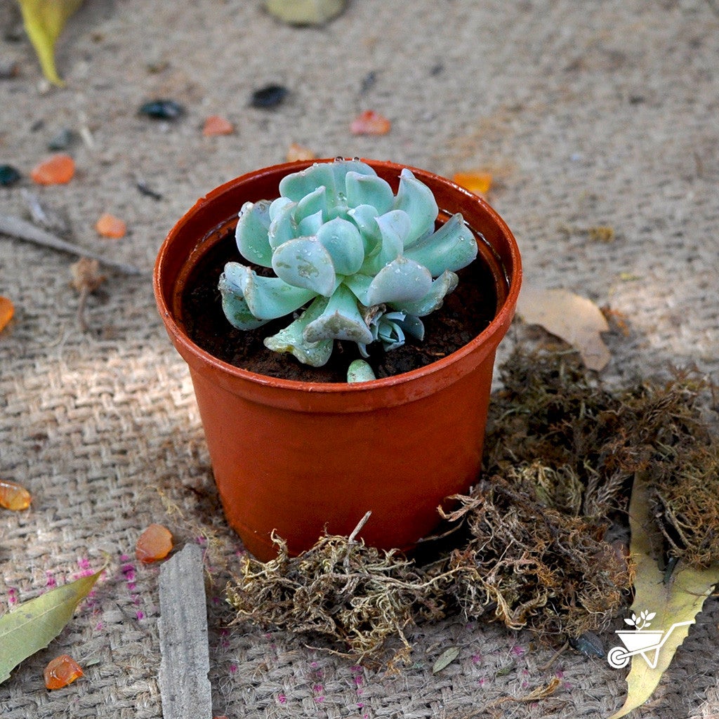 Hens and Chicks Turvy (Echeveria Topsy) - Ladybird Nursery