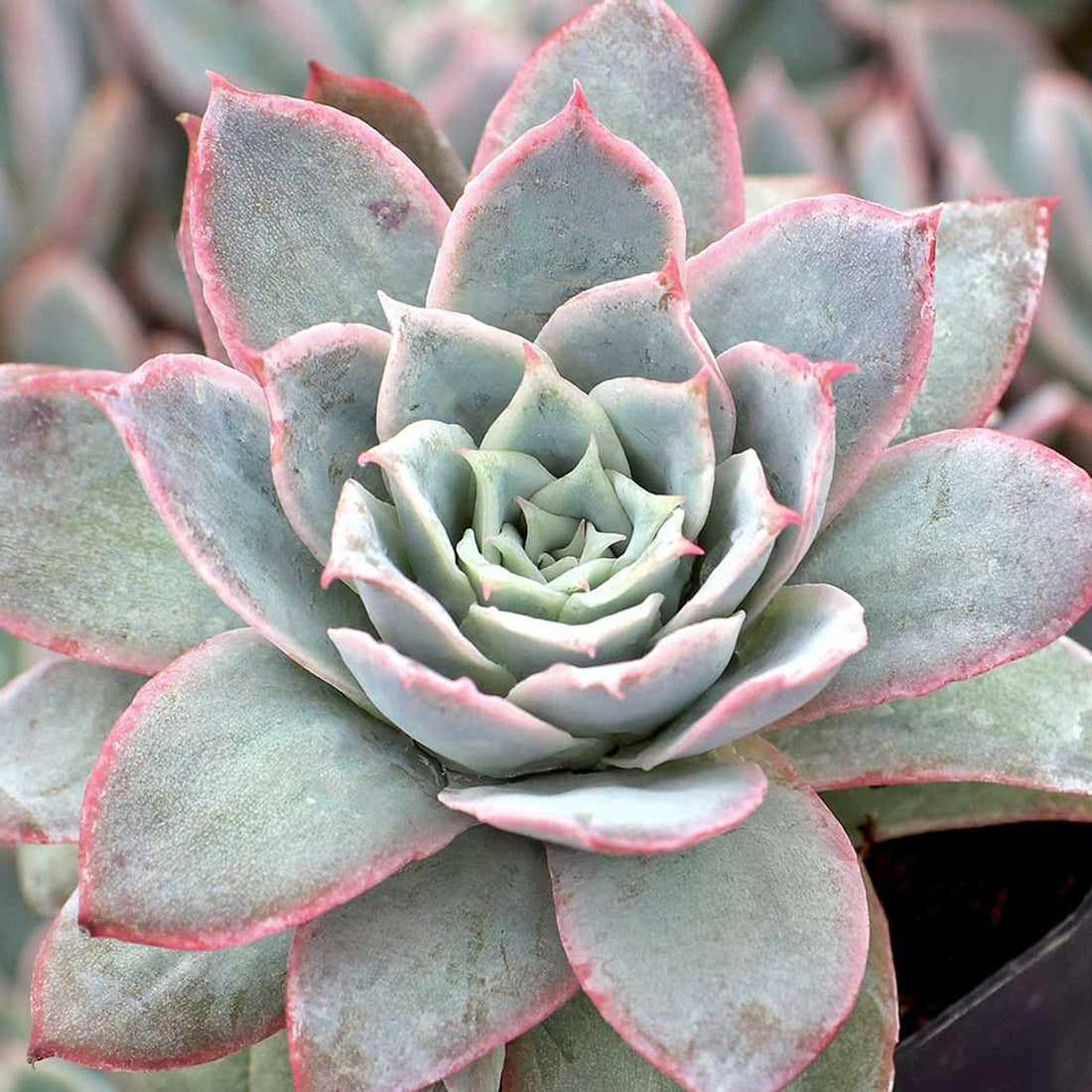 Hens and Chicks Prince (Echeveria Violet) - Ladybird Nursery