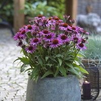 Coneflower Magic Vintage Pink (Echinacea Sun) - Ladybird Nursery