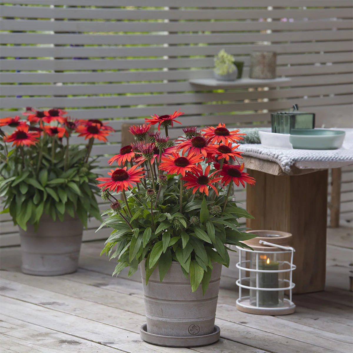 Coneflower Magic Vintage Orange (Echinacea Sun)