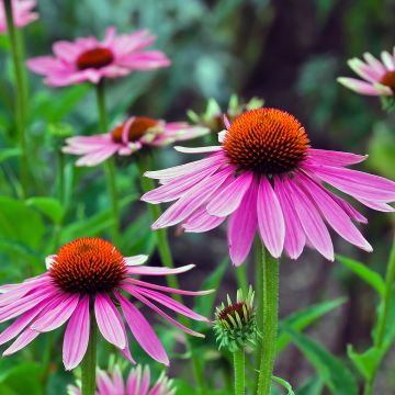 Coneflower Magic Vintage Pink (Echinacea Sun) - Ladybird Nursery