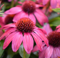 Coneflower Magic Vintage Pink (Echinacea Sun)