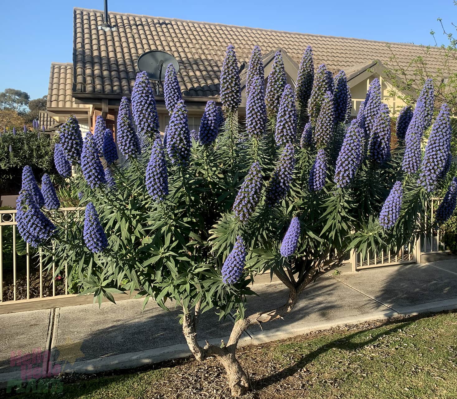 Pride of Madeira (Echium candicans)