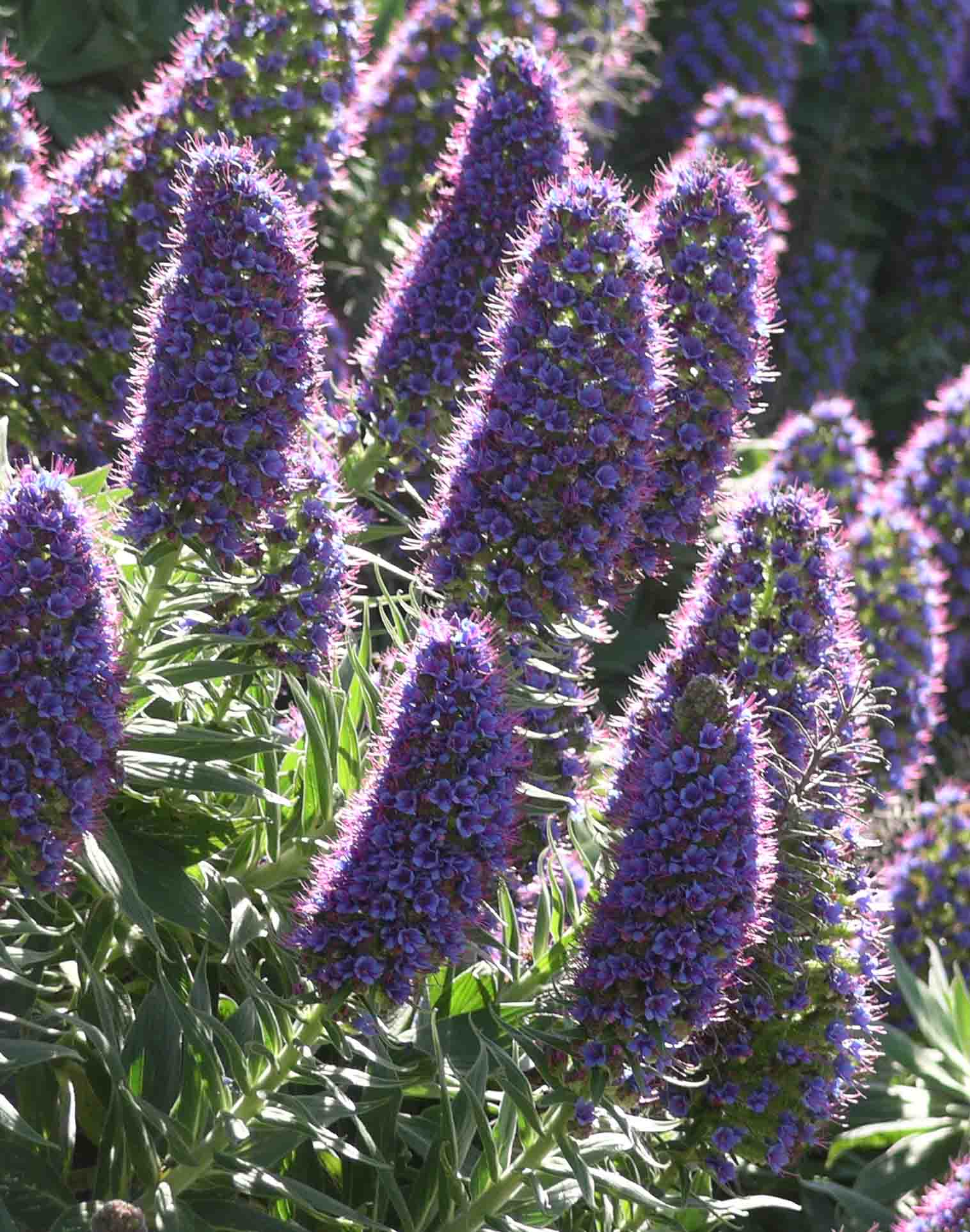 Pride of Madeira (Echium candicans)