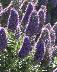 Pride of Madeira (Echium candicans)