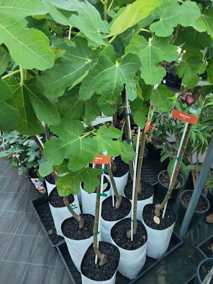 Black Genoa Fig - Large Fruit Tree – Buy Now! – Ladybird Nursery