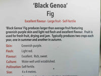 Black Genoa Fig - Large