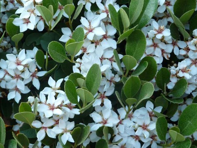 Rhaphiolepis indica Oriental Pearl