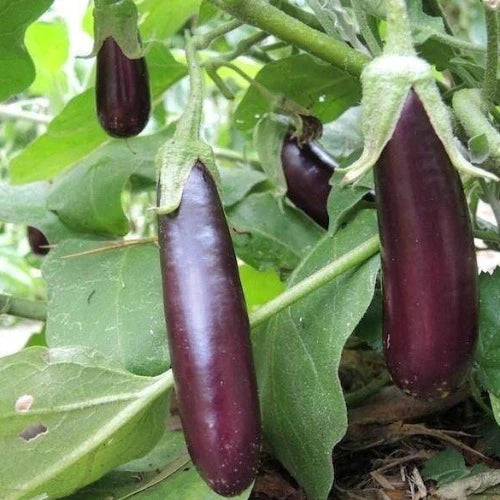 Eggplant 'Lebanese'