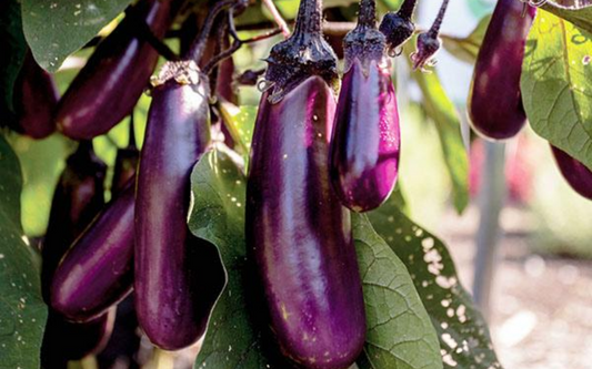 Eggplant 'Slim Jim'