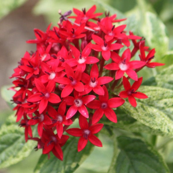 Egyptian Star Flower ‘Red’ (Pentas lanceolata) - Ladybird Nursery