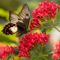 Egyptian Star Flower ‘Red’ (Pentas lanceolata) - Ladybird Nursery