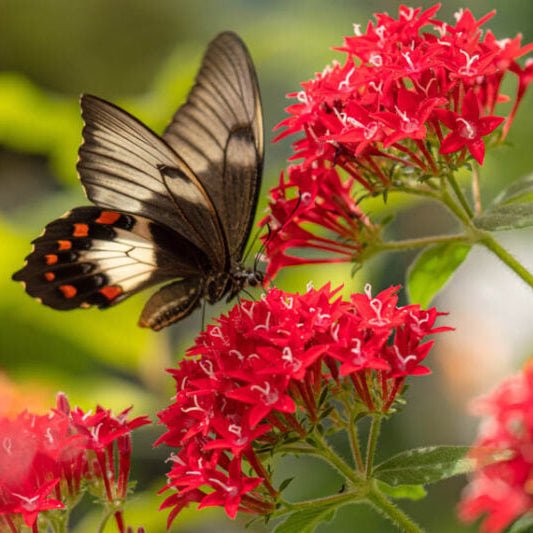Egyptian Star Flower ‘Red’ (Pentas lanceolata) - Ladybird Nursery