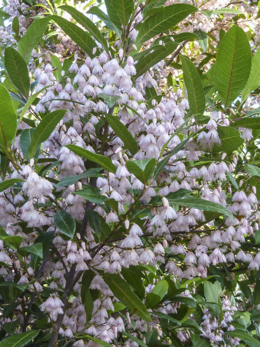 Blueberry Ash Tree Prima Donna (Elaeocarpus reticulatis)