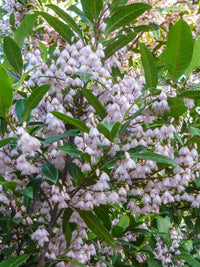 Blueberry Ash Tree Prima Donna (Elaeocarpus reticulatis)