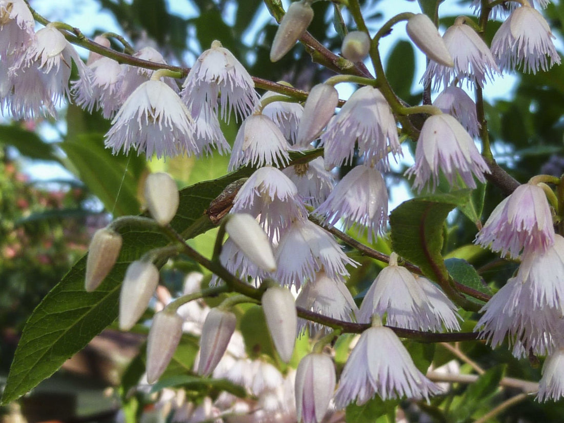 Blueberry Ash Tree Prima Donna (Elaeocarpus reticulatis) - Ladybird Nursery