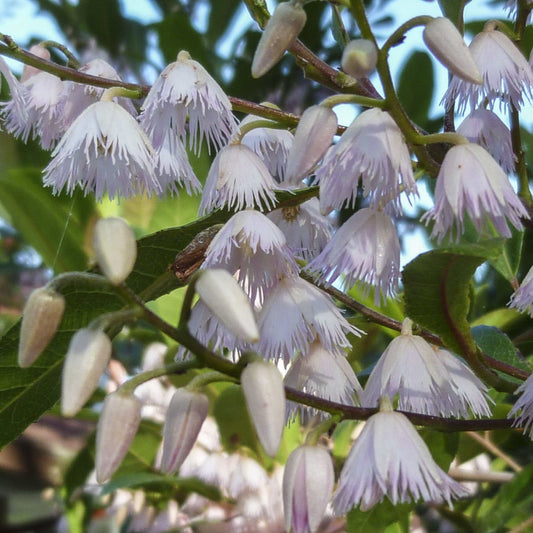 Blueberry Ash Tree Prima Donna (Elaeocarpus reticulatis) - Ladybird Nursery
