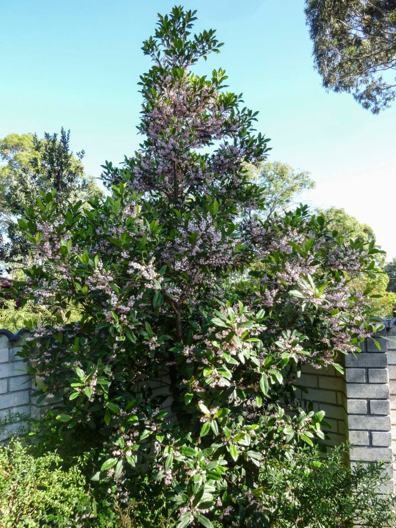 Blueberry Ash Tree Prima Donna (Elaeocarpus reticulatis)