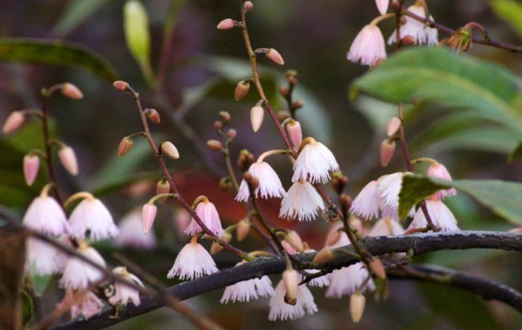 Blueberry Ash Tree Pink Elly (Elaeocarpus Dark) - Ladybird Nursery