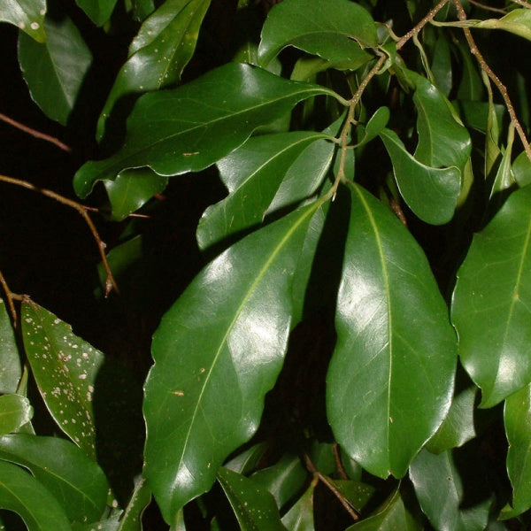 Hard Quandong (Elaeocarpus obovatus)