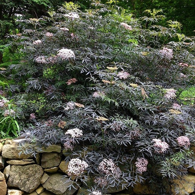 Elderberry Black Lace - Ladybird Nursery