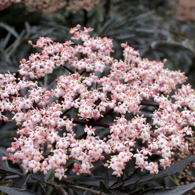 Elderberry Black Lace