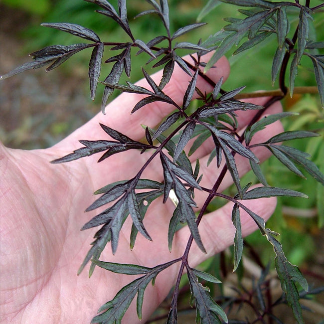 Elderberry Black Lace